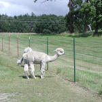 Alpaca