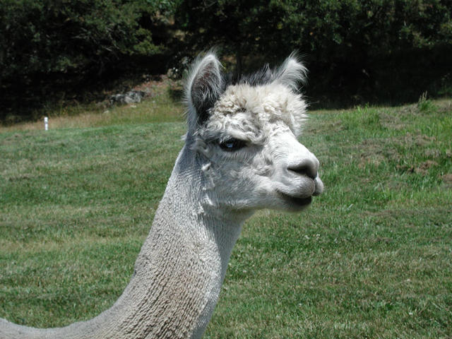 Someone was recently shorn