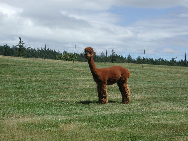 Alpacas look silly