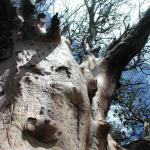 Nature has Character