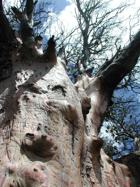 Nature has Character