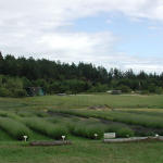 Lavender not yet blooming