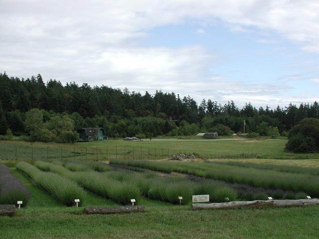 Lavender not yet blooming