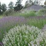 Different Varieties of Lavender
