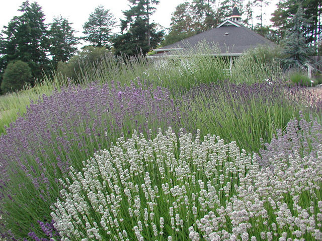Different Varieties of Lavender
