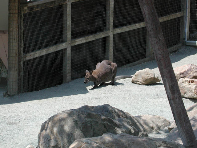 it's a wallaby. not a kangaroo.