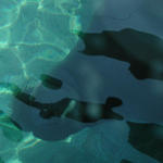 find the walrus.
I wish I had a filter for this.