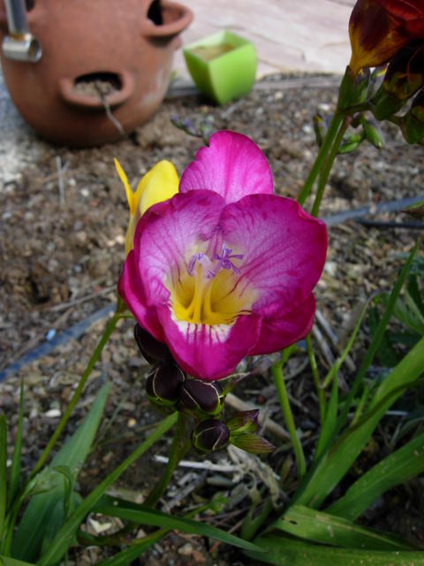 Macro and Color Test