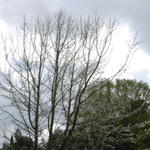 ISO 400 before denoiser.