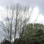 ISO 400 after denoiser filtering