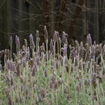 An exercise in getting the correct focus.