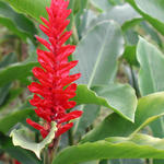 Tahiti Flora & Fauna